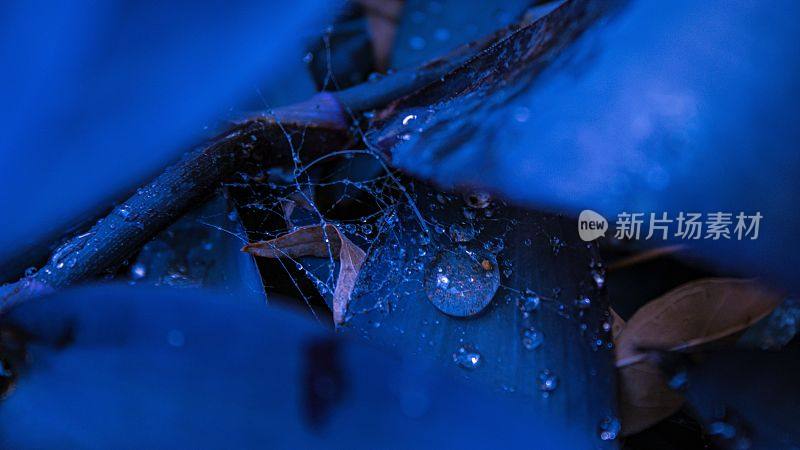 在蓝光下，水滴在有蜘蛛网的叶子上的特写镜头