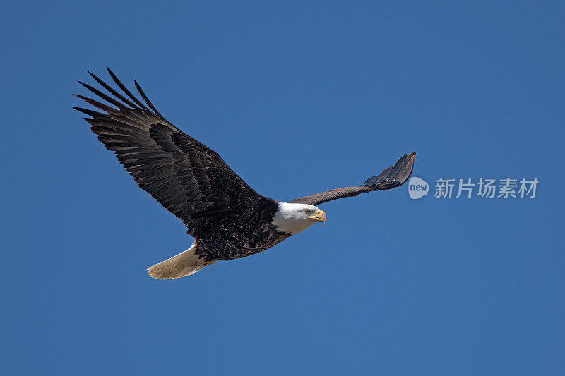 秃鹰飞过头顶，准备在蒙大拿中部比林斯附近筑巢