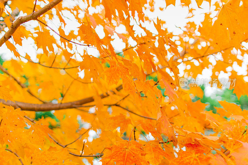 2022年秋天，田纳西州树上的彩色橙色秋叶