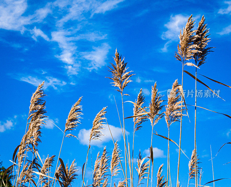 芦苇抵着天空