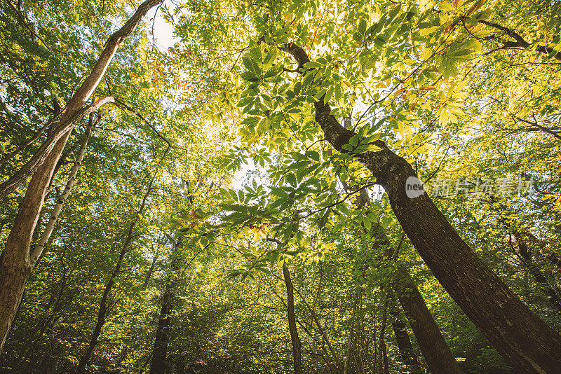 健康的绿色森林，阳光从树木中照进来