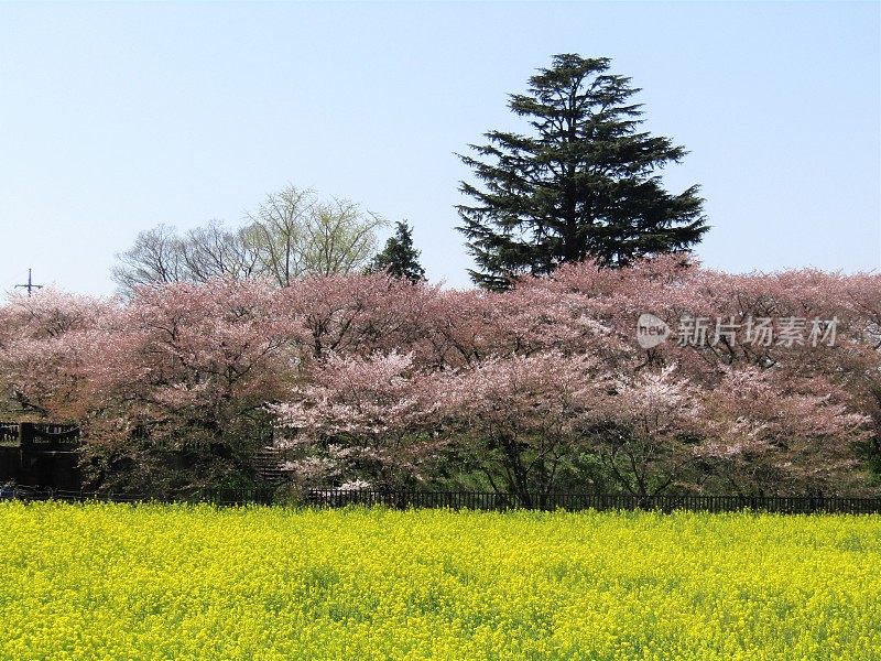 日本。四月初。油菜籽田和樱花盛开的樱花树。