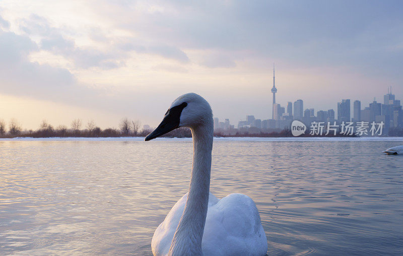 湖上的天鹅，安大略省，加拿大