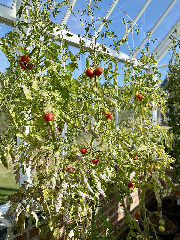 男子在温室里收获自家种植的有机西红柿