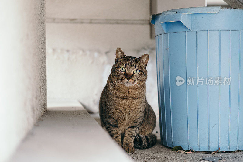 一只虎斑猫坐在垃圾桶旁边