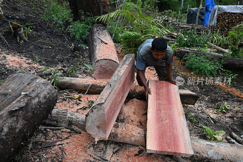 人们移动被劈开的木头。森林砍伐-图片