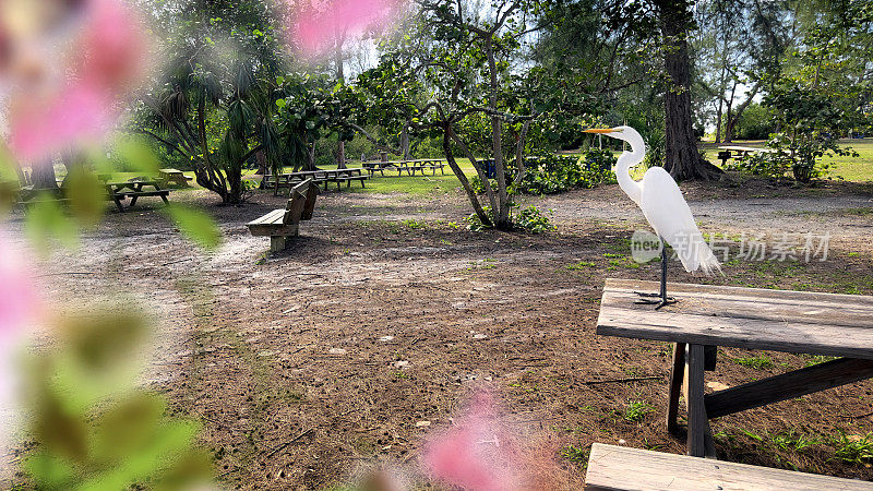 热带野餐区和白鹭