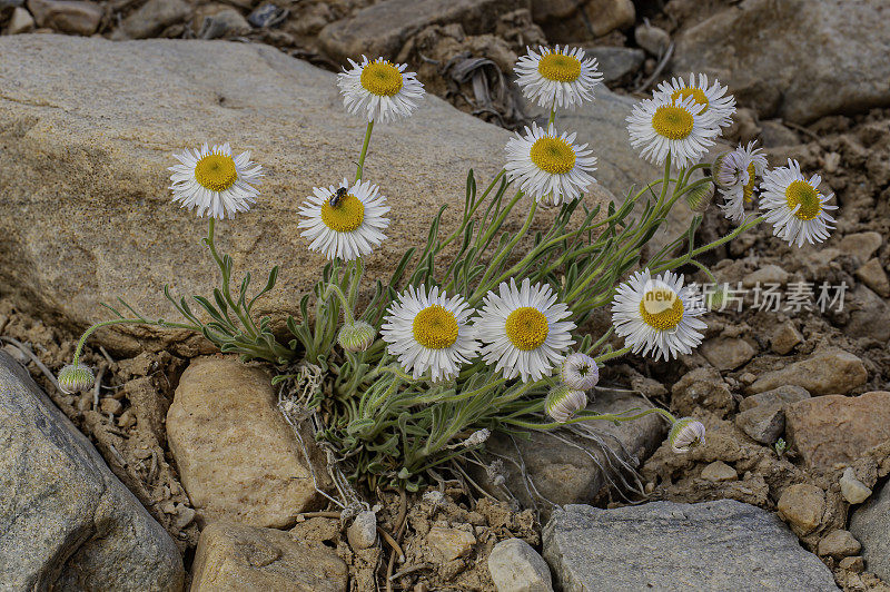 盛开的雏菊，盛开的Fleabane，分枝雏菊，灯盏花;内华达州大盆地国家公园;大盆地沙漠。菊科家庭