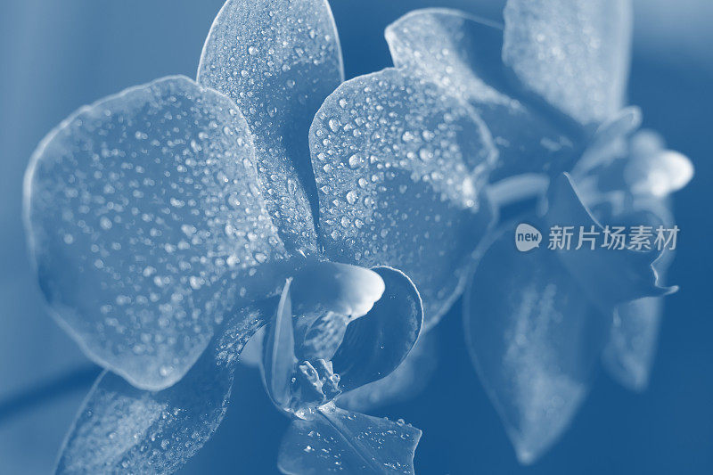 美丽的兰花花的近景在时尚的颜色2020古典蓝。色调背景由盛开的兰花(蝴蝶兰)花与花瓣上的水滴