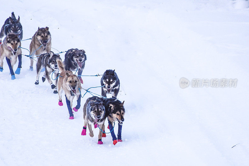 阿拉斯加的狗拉雪橇——决心要赢