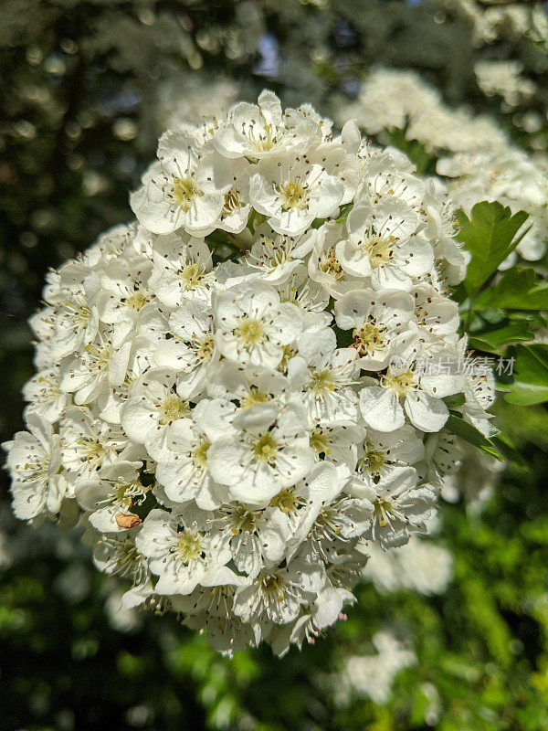 阳光明媚的春日，白花山楂