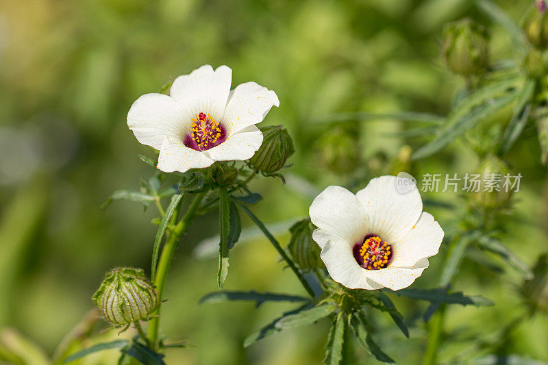 花园里的芙蓉花。