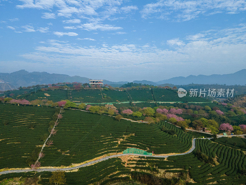 樱花茶山鸟瞰图