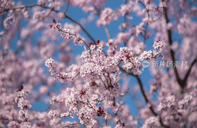 春天的樱花