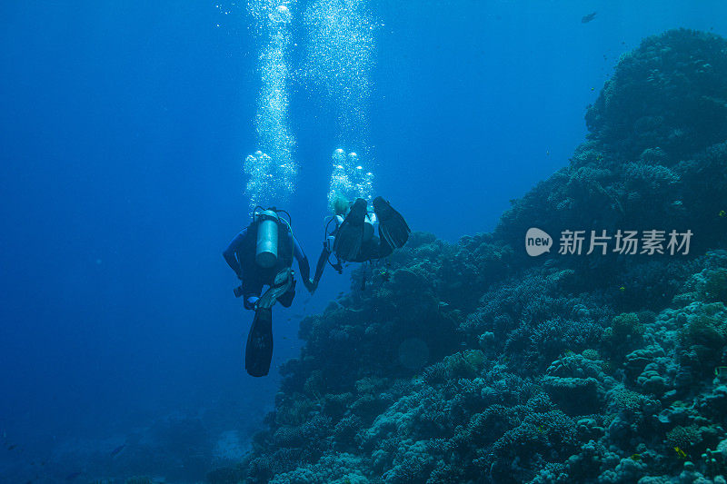 水下照片两对水肺潜水员夫妇和珊瑚，海洋生物珊瑚礁火珊瑚
