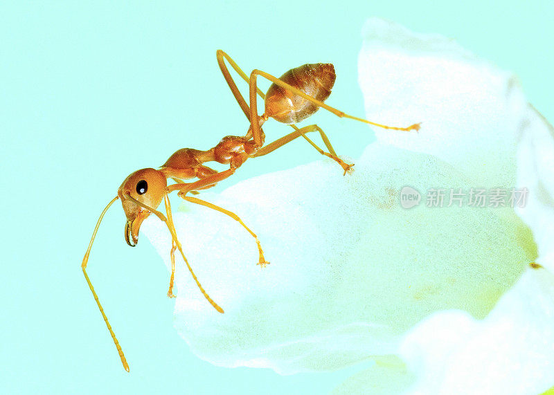 蚂蚁爬小白花——动物行为。