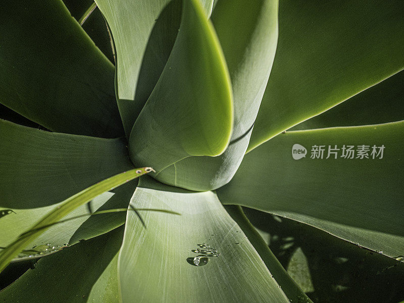 龙舌兰植物与水滴的特写