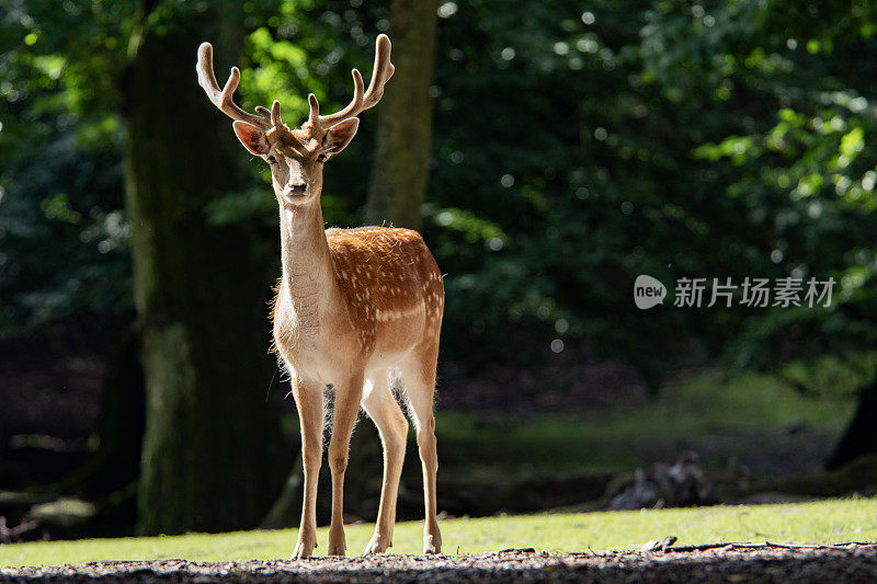 夏季森林里长着鹿角的斯堪的纳维亚驯鹿