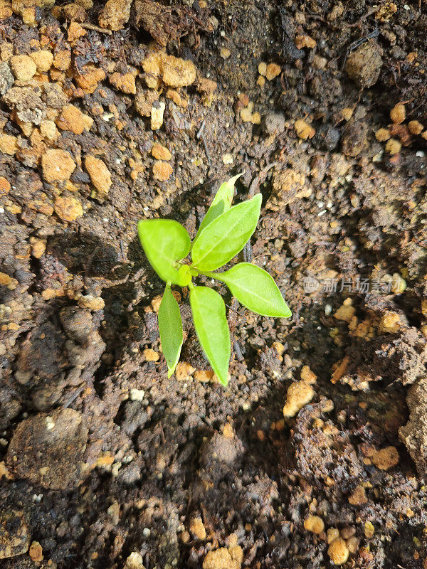 土壤中的芽