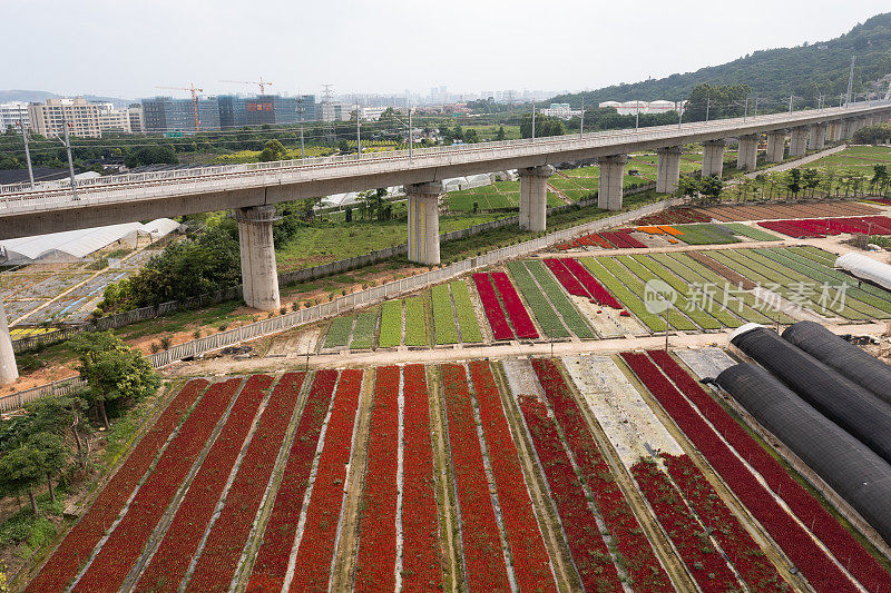 花卉种植栽培基地