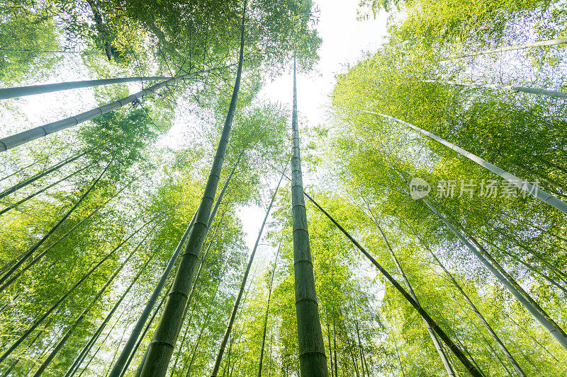 竹子生长，从下面看