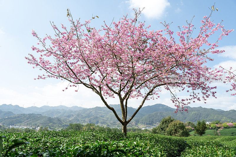 茶园里盛开的樱桃树