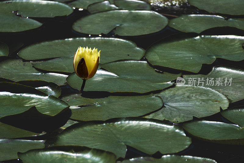 睡莲花和绿叶的形象