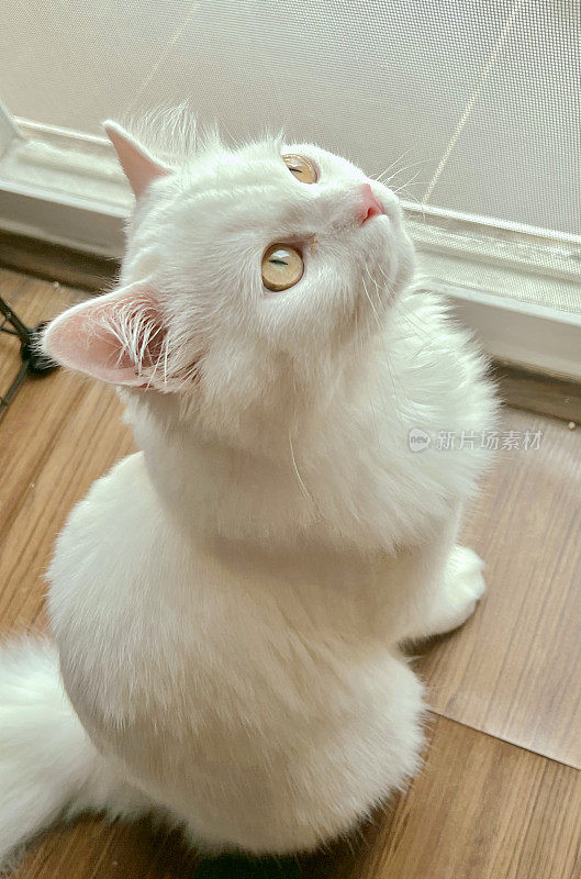 一只埃及猫坐在地板上抬头看什么东西。