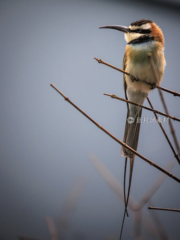 White-throated食蜂鸟