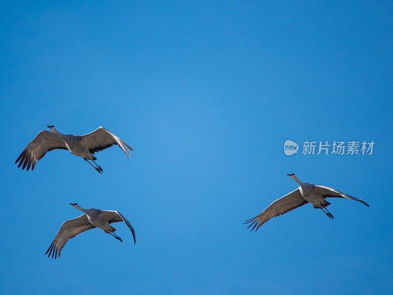 沙丘鹤在飞翔