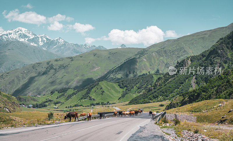 在乔治亚州的卡兹贝吉，奶牛挡住了一条山路