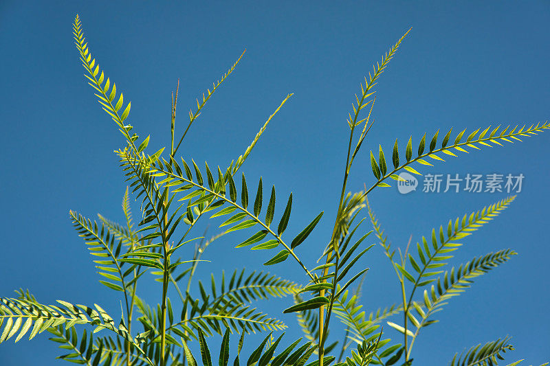 蓝花楹的叶子映衬着白天的天空