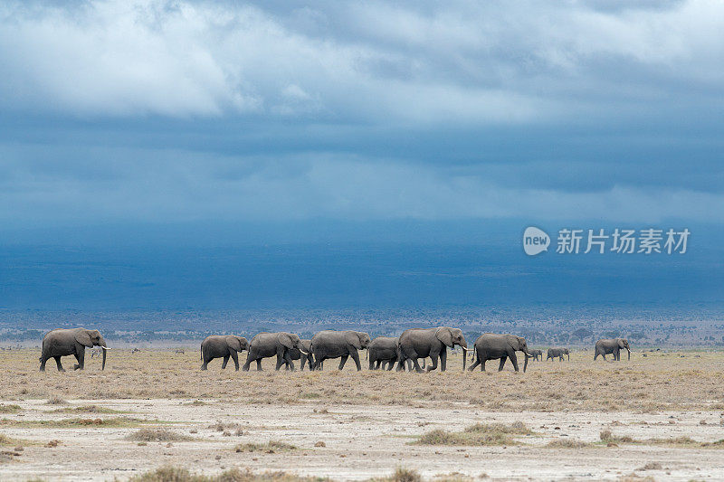 非洲象群穿过肯尼亚安博塞利国家公园的干旱地带