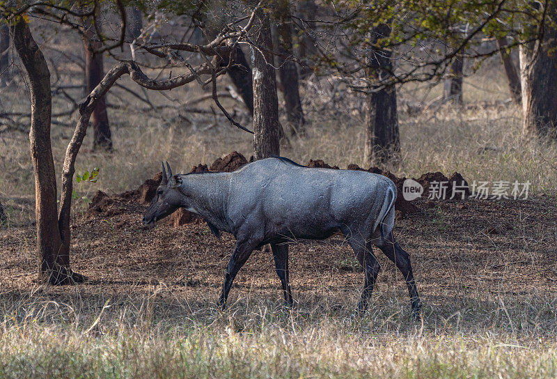 野生印度羚羊或黑羚在Ranthambore国家公园在拉贾斯坦邦，印度亚洲