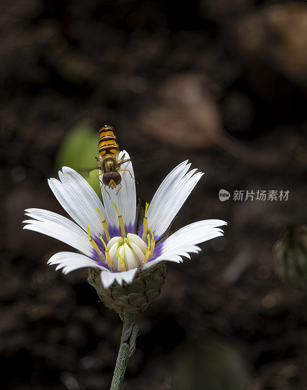 在一朵蓟花上盘旋飞翔