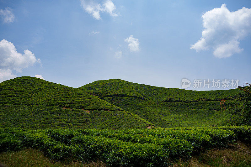 马来西亚金马仑高地的茶园