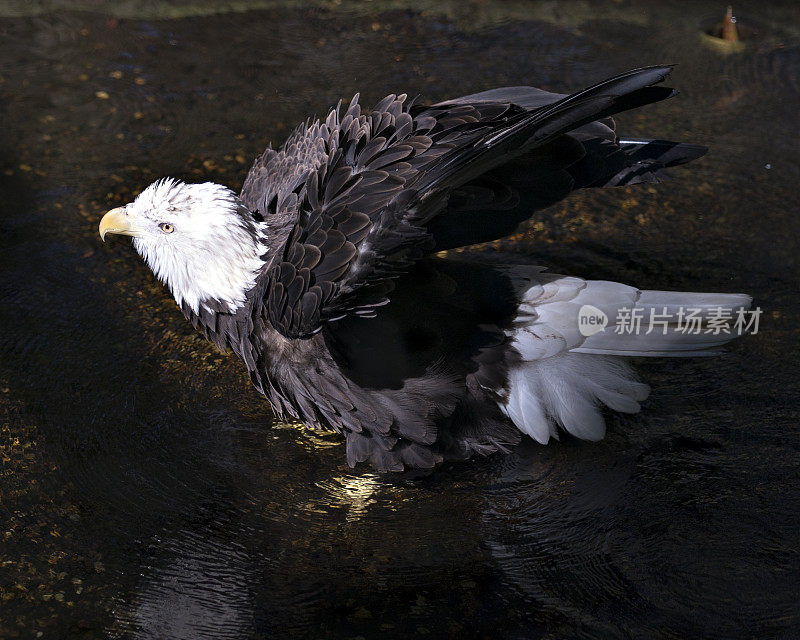 秃鹰股票照片。白头鹰在水中沐浴，沐浴在阳光下，展示其身体，头部，眼睛，喙，爪子，羽毛与其栖息地和环境的背景。
