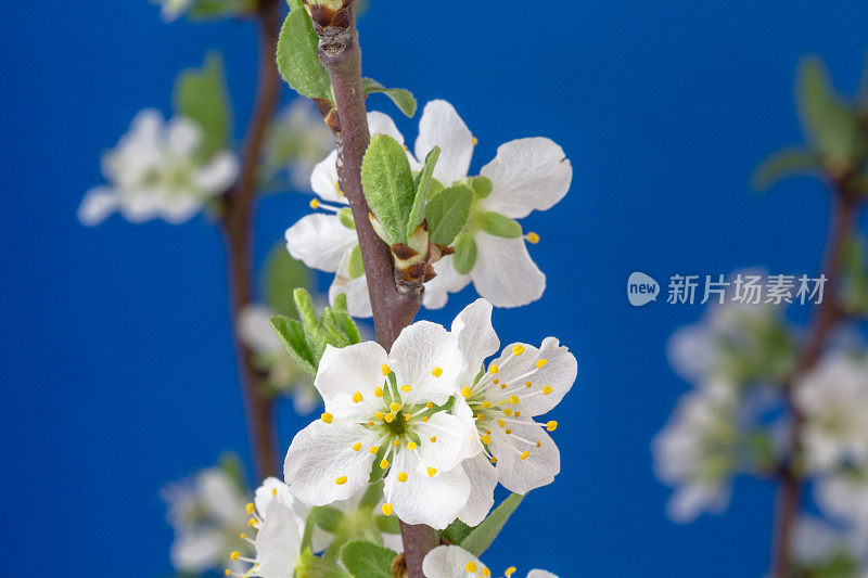 在蓝色的背景上，一棵梅树开花了。盛开的小白李花。