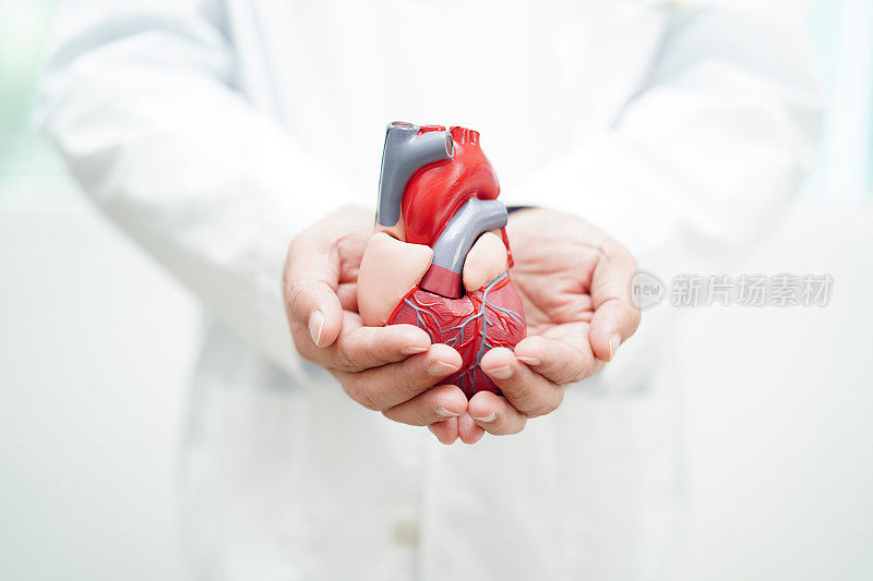 心血管疾病CVD，医生用心脏人体模型解剖治疗住院病人。