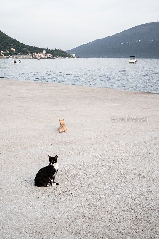 两只猫，黑色的和红色的，在石头码头。日落时分群山环绕的科托尔湾。