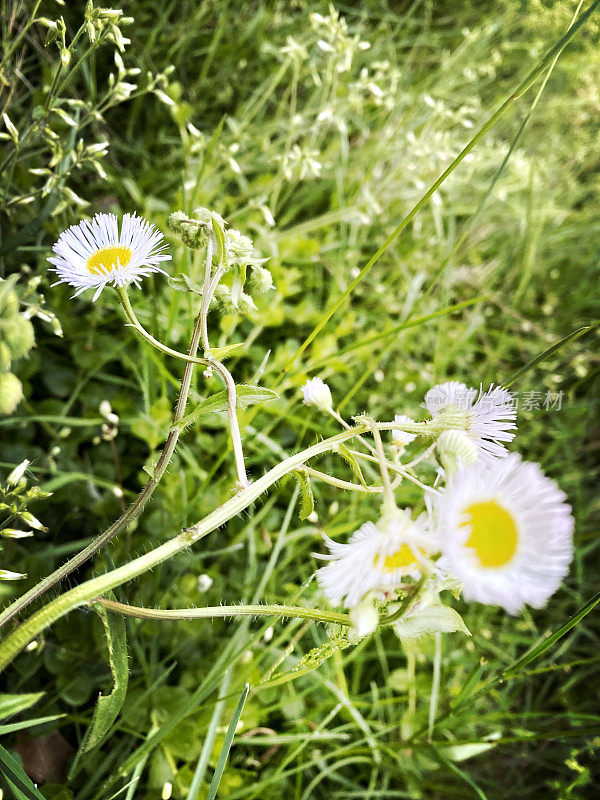 草地上的小白花