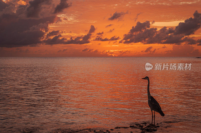 在热带海滩上看日落的苍鹭