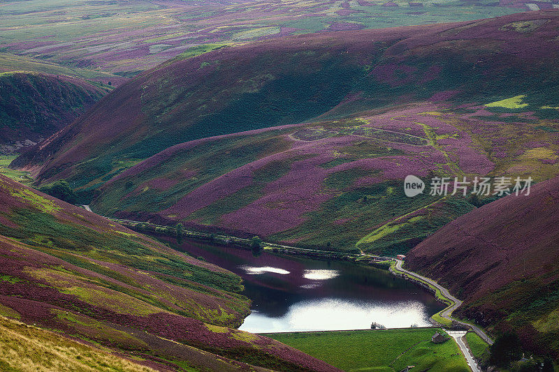 紫色石南花覆盖的湖泊和山坡的彩色景观