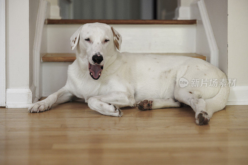 昏昏欲睡的白狗躺在房子里的地板上打呵欠。