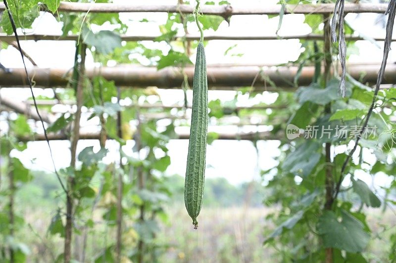 空中花园中的丝瓜，新鲜葫芦科绿色蔬菜