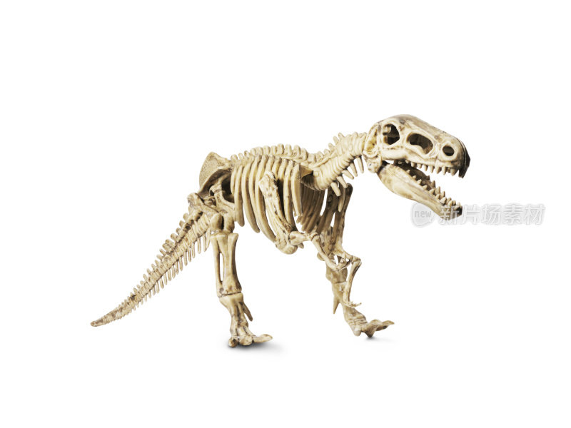 恐龙骨架模型孤立在白色上