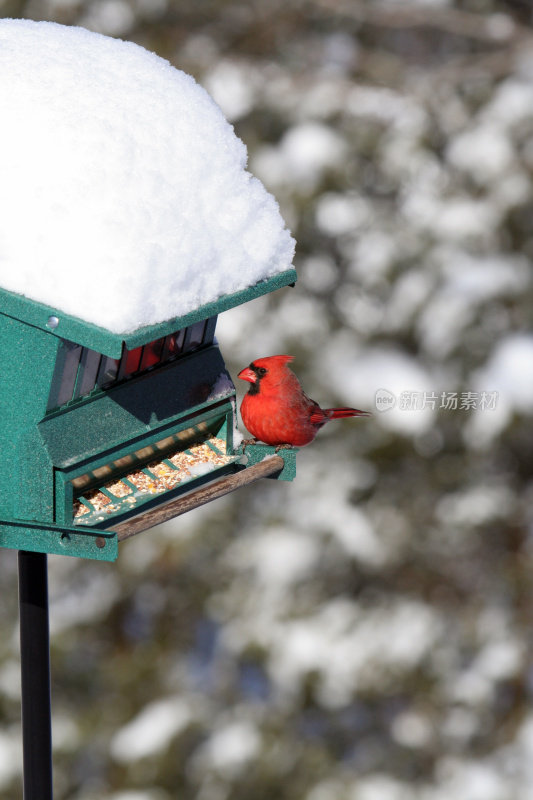 北方红雀在冬季雪鸟喂食器上