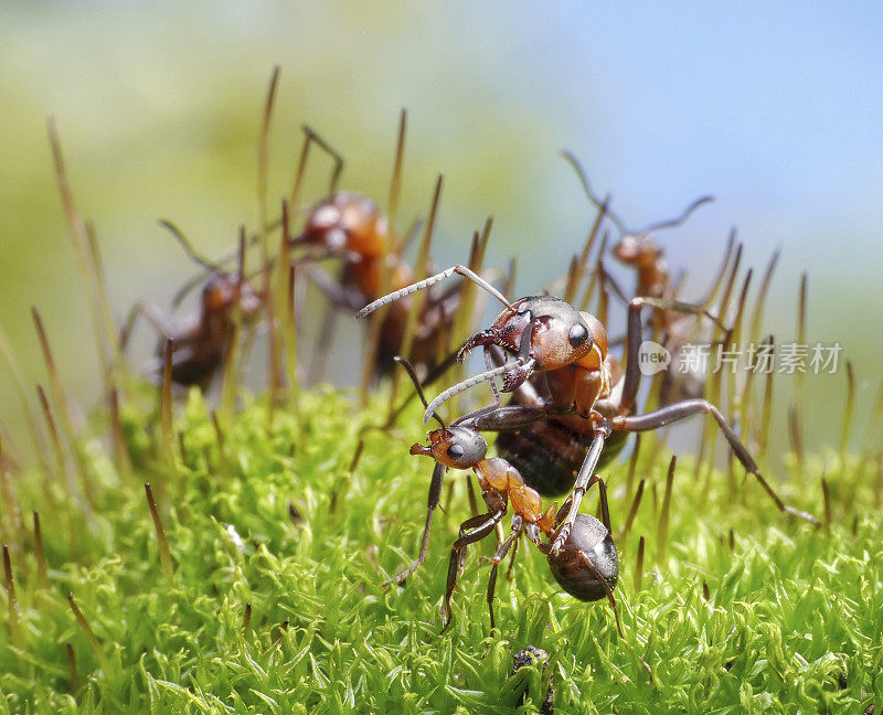 蚂蚁保护幼仔