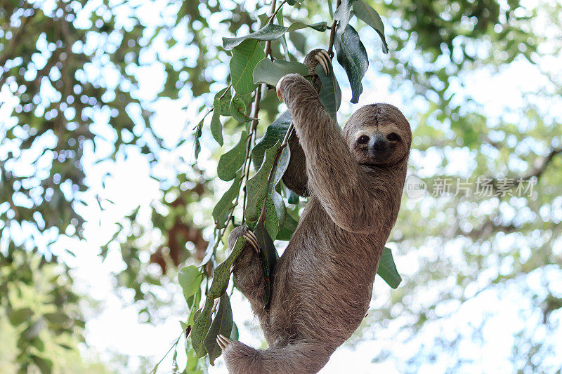 巴西自然保护区的树懒在爬树