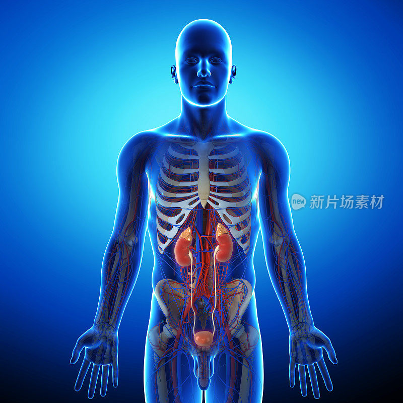 灰色x线显示人类泌尿系统